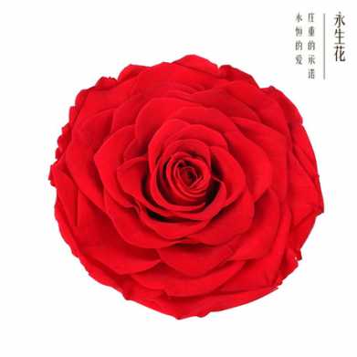 永生花玫瑰花头4-5cmB级8朵盒装保鲜花 情人节生日礼物干花花束